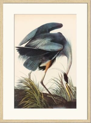GREAT BLUE HERON p1624