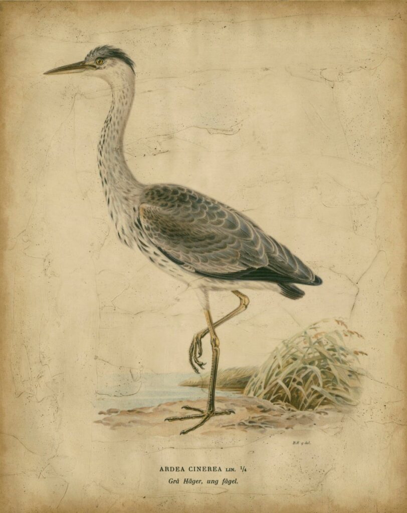Vintage illustration of a grey heron standing on a rocky shore by water, with long legs and beak visible.