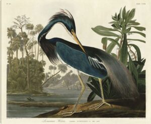 LOUISIANA HERON